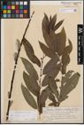 Foto von Salix cinerea L. x Salix viminalis L.